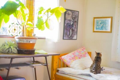 ペットと住めるシニア向け賃貸