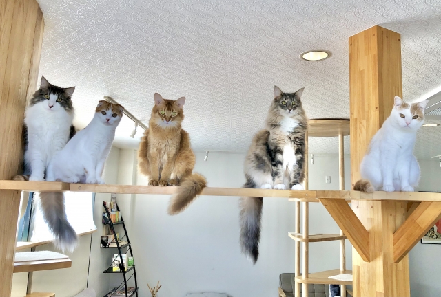 猫と飼い主が共生してくつろげる部屋2